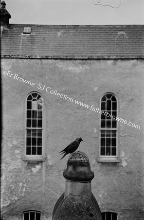 JACKDAW ON CHIMNEY POT